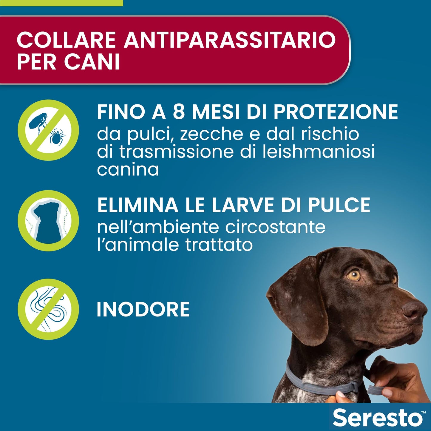 Seresto® Collare Antiparassitario Media /Grande Cani Elimina Protezione Pulci Zecche Cani grandi - oltre 8kg