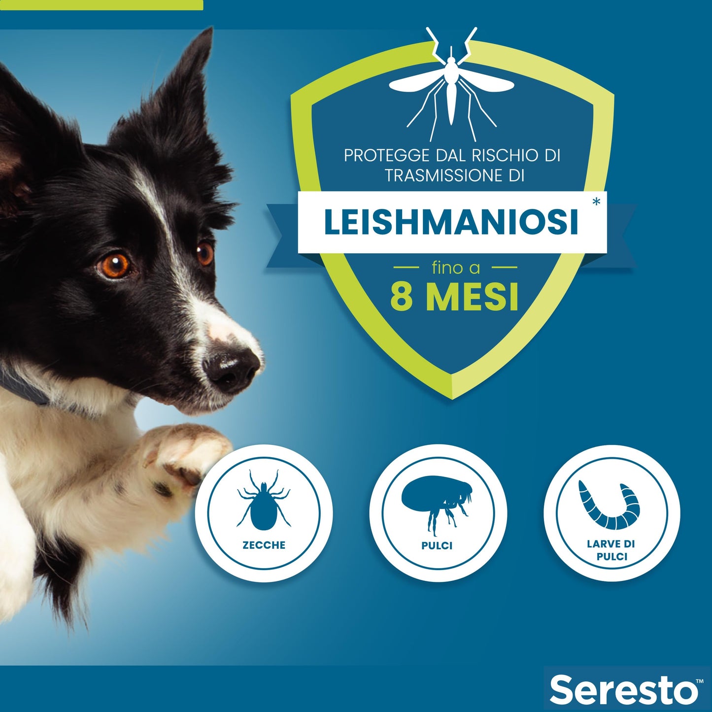 Seresto® Collare Antiparassitario Media /Grande Cani Elimina Protezione Pulci Zecche Cani grandi - oltre 8kg